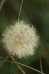 <img100*0:stuff/z/73640/Summer%2520End%2520-%2520Fall%2520Beginning%2520Plants/i1258608740_22.jpg>