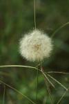 <img100*0:stuff/z/73640/Summer%2520End%2520-%2520Fall%2520Beginning%2520Plants/i1258608740_24.jpg>