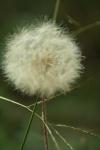 <img100*0:stuff/z/73640/Summer%2520End%2520-%2520Fall%2520Beginning%2520Plants/i1258608740_25.jpg>