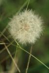 <img100*0:stuff/z/73640/Summer%2520End%2520-%2520Fall%2520Beginning%2520Plants/i1258608740_27.jpg>