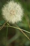 <img100*0:stuff/z/73640/Summer%2520End%2520-%2520Fall%2520Beginning%2520Plants/i1258608740_28.jpg>