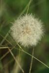 <img100*0:stuff/z/73640/Summer%2520End%2520-%2520Fall%2520Beginning%2520Plants/i1258608741_32.jpg>
