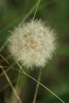 <img100*0:stuff/z/73640/Summer%2520End%2520-%2520Fall%2520Beginning%2520Plants/i1258608741_33.jpg>