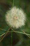 <img100*0:stuff/z/73640/Summer%2520End%2520-%2520Fall%2520Beginning%2520Plants/i1258608741_35.jpg>