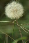 <img100*0:stuff/z/73640/Summer%2520End%2520-%2520Fall%2520Beginning%2520Plants/i1258608741_37.jpg>
