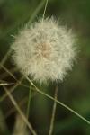 <img100*0:stuff/z/73640/Summer%2520End%2520-%2520Fall%2520Beginning%2520Plants/i1258608741_38.jpg>