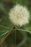 <img100*0:stuff/z/73640/Summer%2520End%2520-%2520Fall%2520Beginning%2520Plants/i1258608741_41.jpg>
