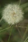 <img100*0:stuff/z/73640/Summer%2520End%2520-%2520Fall%2520Beginning%2520Plants/i1258609630_6.jpg>