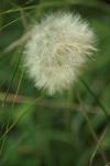 <img100*0:stuff/z/73640/Summer%2520End%2520-%2520Fall%2520Beginning%2520Plants/i1258609630_7.jpg>