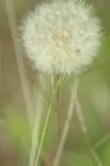 <img100*0:stuff/z/73640/Summer%2520End%2520-%2520Fall%2520Beginning%2520Plants/i1258609630_8.jpg>