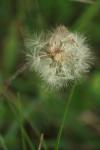 <img100*0:stuff/z/73640/Summer%2520End%2520-%2520Fall%2520Beginning%2520Plants/i1258609630_9.jpg>