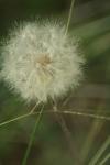 <img100*0:stuff/z/73640/Summer%2520End%2520-%2520Fall%2520Beginning%2520Plants/i1258609631_10.jpg>