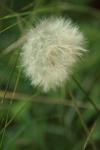 <img100*0:stuff/z/73640/Summer%2520End%2520-%2520Fall%2520Beginning%2520Plants/i1258609631_11.jpg>
