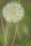 <img100*0:stuff/z/73640/Summer%2520End%2520-%2520Fall%2520Beginning%2520Plants/i1258609631_16.jpg>