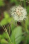 <img100*0:stuff/z/73640/Summer%2520End%2520-%2520Fall%2520Beginning%2520Plants/i1258609631_17.jpg>