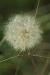 <img100*0:stuff/z/73640/Summer%2520End%2520-%2520Fall%2520Beginning%2520Plants/i1258609631_18.jpg>
