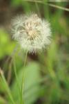 <img100*0:stuff/z/73640/Summer%2520End%2520-%2520Fall%2520Beginning%2520Plants/i1258609632_21.jpg>