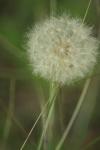 <img100*0:stuff/z/73640/Summer%2520End%2520-%2520Fall%2520Beginning%2520Plants/i1258609632_23.jpg>