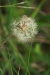 <img100*0:stuff/z/73640/Summer%2520End%2520-%2520Fall%2520Beginning%2520Plants/i1258609632_24.jpg>