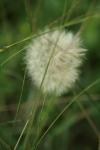 <img100*0:stuff/z/73640/Summer%2520End%2520-%2520Fall%2520Beginning%2520Plants/i1258609632_25.jpg>