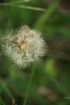 <img100*0:stuff/z/73640/Summer%2520End%2520-%2520Fall%2520Beginning%2520Plants/i1258609632_27.jpg>