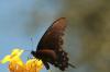 <img100*0:stuff/z/73640/Summer%2520End%2520-%2520Fall%2520Beginning%2520Plants/i1258610189_10.jpg>