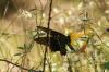 <img100*0:stuff/z/73640/Summer%2520End%2520-%2520Fall%2520Beginning%2520Plants/i1258610189_3.jpg>