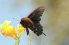 <img100*0:stuff/z/73640/Summer%2520End%2520-%2520Fall%2520Beginning%2520Plants/i1258610189_4.jpg>