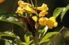 <img100*0:stuff/z/73640/Summer%2520End%2520-%2520Fall%2520Beginning%2520Plants/i1258610189_5.jpg>