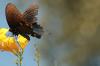 <img100*0:stuff/z/73640/Summer%2520End%2520-%2520Fall%2520Beginning%2520Plants/i1258610189_7.jpg>