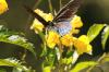 <img100*0:stuff/z/73640/Summer%2520End%2520-%2520Fall%2520Beginning%2520Plants/i1258610189_8.jpg>