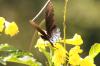 <img100*0:stuff/z/73640/Summer%2520End%2520-%2520Fall%2520Beginning%2520Plants/i1258610190_17.jpg>