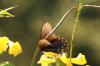 <img100*0:stuff/z/73640/Summer%2520End%2520-%2520Fall%2520Beginning%2520Plants/i1258610190_20.jpg>