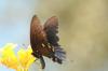 <img100*0:stuff/z/73640/Summer%2520End%2520-%2520Fall%2520Beginning%2520Plants/i1258610190_21.jpg>