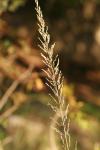 <img100*0:stuff/z/73640/Summer%2520End%2520-%2520Fall%2520Beginning%2520Plants/i1258914084_2.jpg>