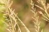 <img100*0:stuff/z/73640/Summer%2520End%2520-%2520Fall%2520Beginning%2520Plants/i1258914084_3.jpg>