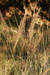 <img100*0:stuff/z/73640/Summer%2520End%2520-%2520Fall%2520Beginning%2520Plants/i1258914085_10.jpg>
