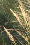 <img100*0:stuff/z/73640/Summer%2520End%2520-%2520Fall%2520Beginning%2520Plants/i1258914085_12.jpg>