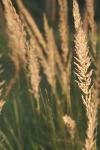 <img100*0:stuff/z/73640/Summer%2520End%2520-%2520Fall%2520Beginning%2520Plants/i1258914085_13.jpg>