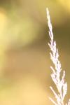 <img100*0:stuff/z/73640/Summer%2520End%2520-%2520Fall%2520Beginning%2520Plants/i1258914085_14.jpg>