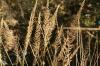<img100*0:stuff/z/73640/Summer%2520End%2520-%2520Fall%2520Beginning%2520Plants/i1258914085_5.jpg>