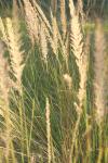 <img100*0:stuff/z/73640/Summer%2520End%2520-%2520Fall%2520Beginning%2520Plants/i1258914085_7.jpg>