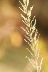 <img100*0:stuff/z/73640/Summer%2520End%2520-%2520Fall%2520Beginning%2520Plants/i1258914085_8.jpg>