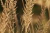 <img100*0:stuff/z/73640/Summer%2520End%2520-%2520Fall%2520Beginning%2520Plants/i1258914085_9.jpg>