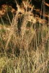 <img100*0:stuff/z/73640/Summer%2520End%2520-%2520Fall%2520Beginning%2520Plants/i1258914086_16.jpg>