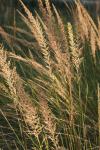 <img100*0:stuff/z/73640/Summer%2520End%2520-%2520Fall%2520Beginning%2520Plants/i1258914086_18.jpg>