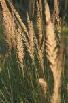 <img100*0:stuff/z/73640/Summer%2520End%2520-%2520Fall%2520Beginning%2520Plants/i1258914086_19.jpg>