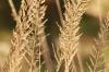 <img100*0:stuff/z/73640/Summer%2520End%2520-%2520Fall%2520Beginning%2520Plants/i1258914086_21.jpg>