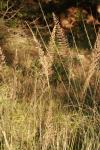 <img100*0:stuff/z/73640/Summer%2520End%2520-%2520Fall%2520Beginning%2520Plants/i1258914086_22.jpg>