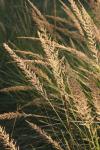 <img100*0:stuff/z/73640/Summer%2520End%2520-%2520Fall%2520Beginning%2520Plants/i1258914086_23.jpg>